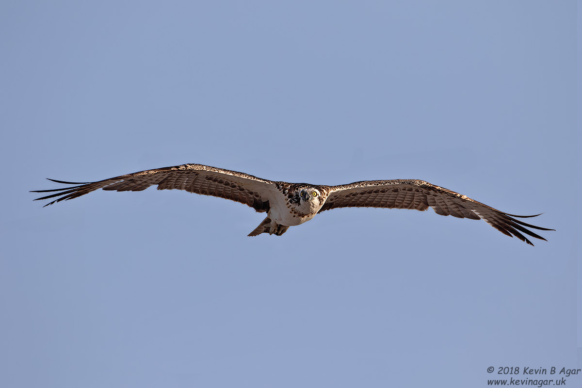 7D2_4542.jpg 7D2_4542.jpg