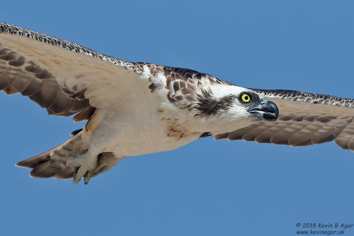 7D2_4567.jpg 7D2_4567.jpg