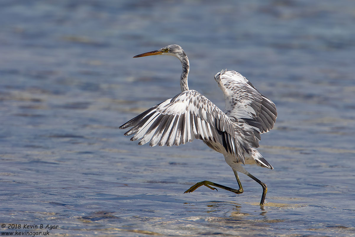 7D2_4709.jpg 7D2_4709.jpg