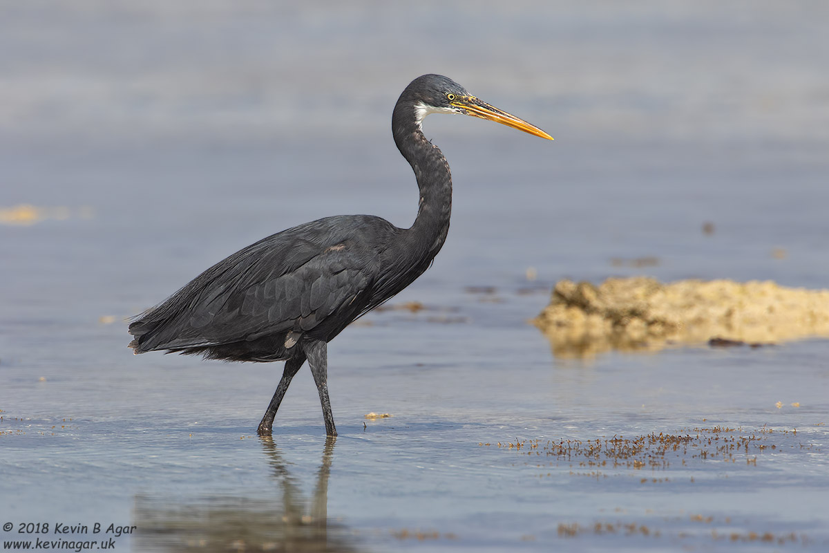 7D2_4784.jpg 7D2_4784.jpg