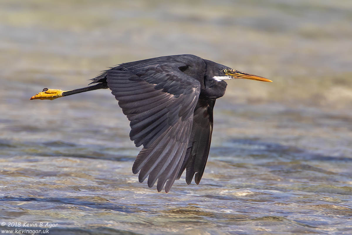 7D2_4819.jpg 7D2_4819.jpg