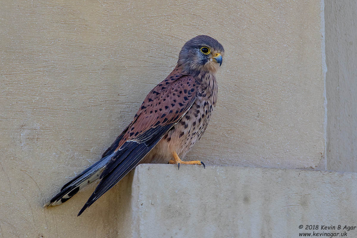 7D2_5102.jpg 7D2_5102.jpg