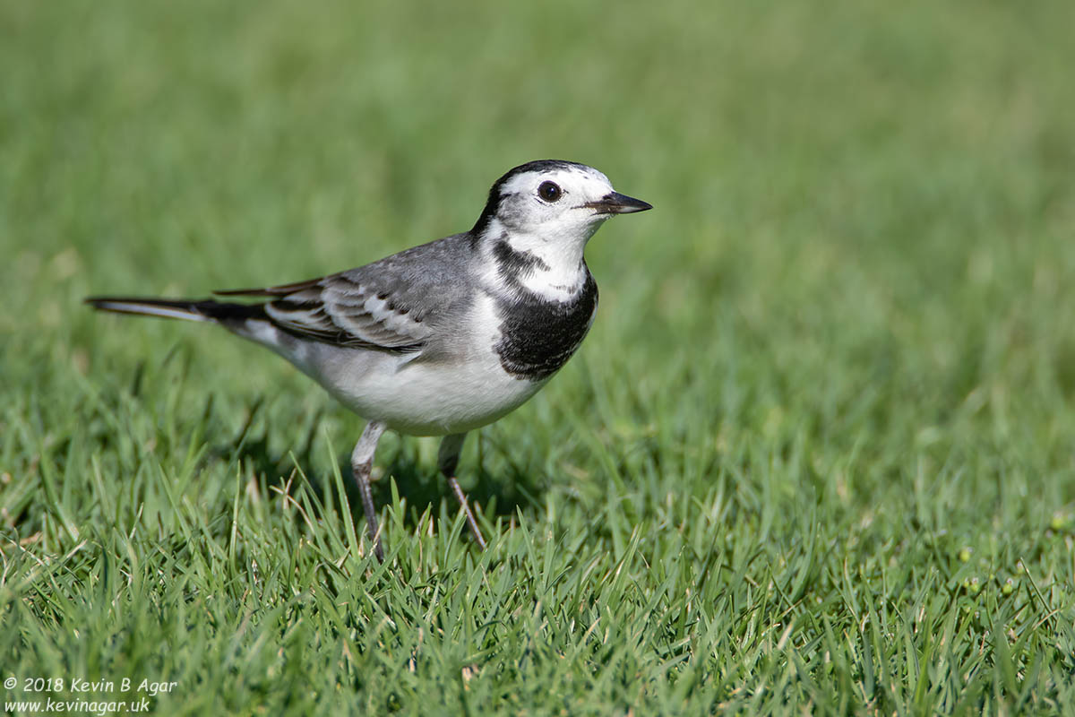 7D2_5135.jpg 7D2_5135.jpg