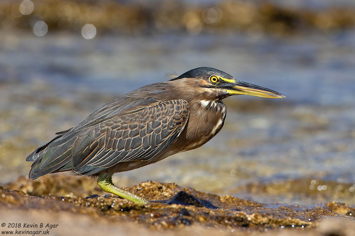 7D2_4121.jpg 7D2_4121.jpg