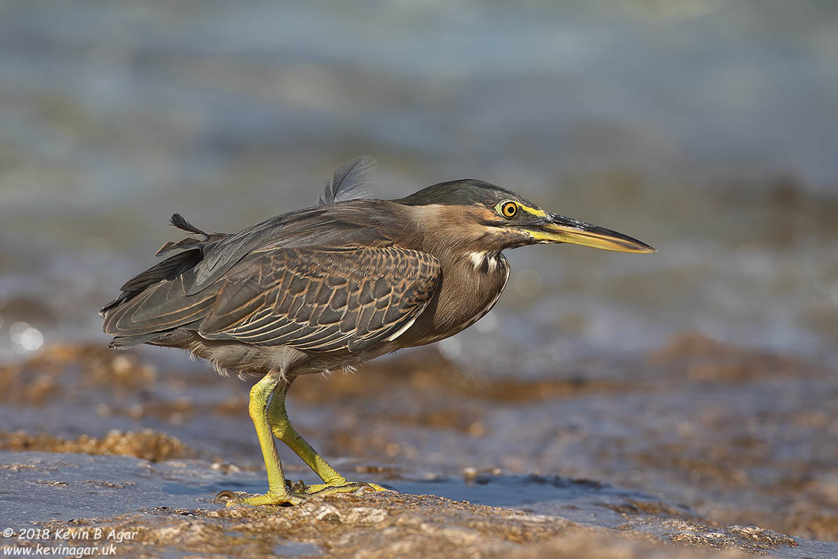 7D2_4160.jpg 7D2_4160.jpg