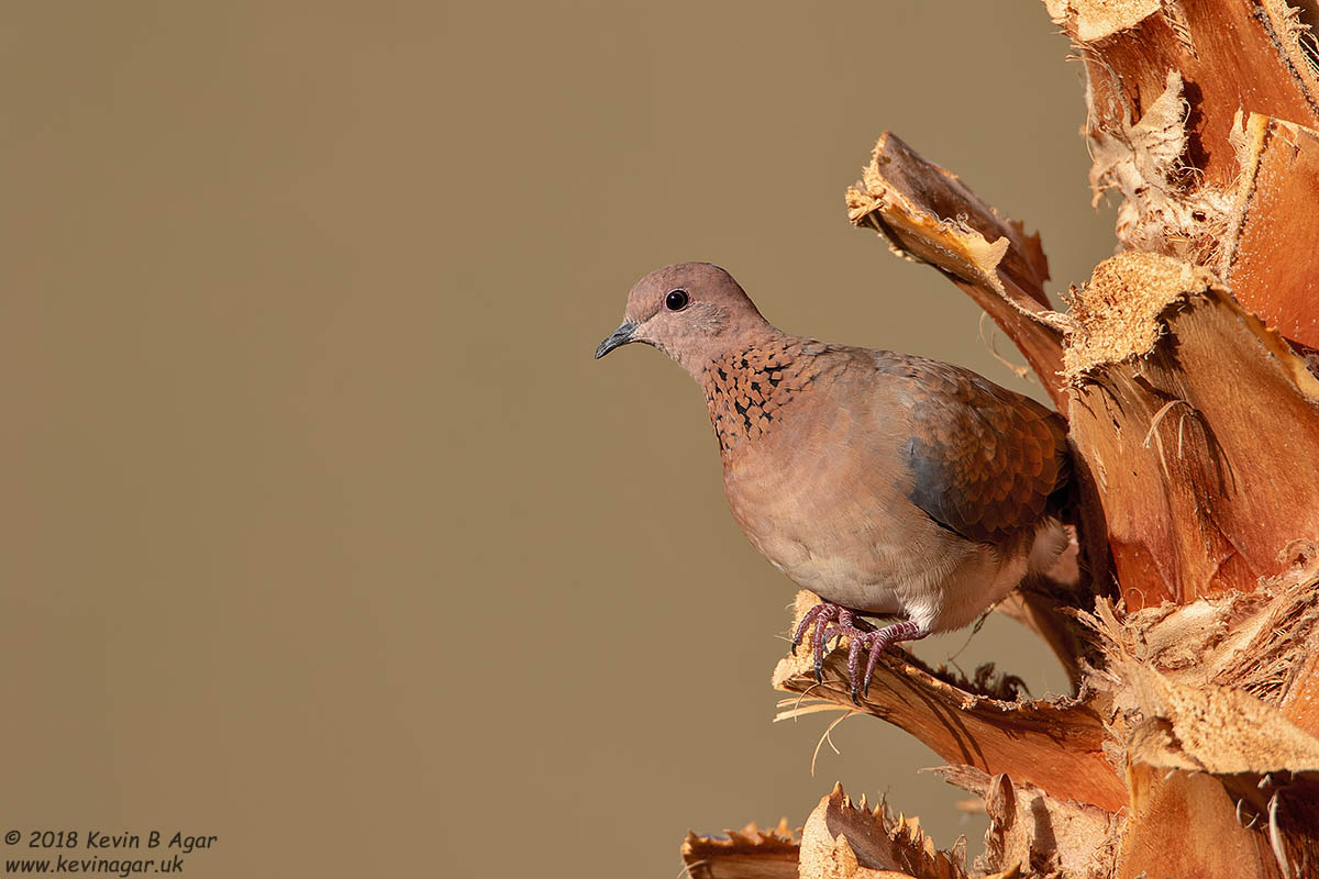 7D2_4891.jpg 7D2_4891.jpg