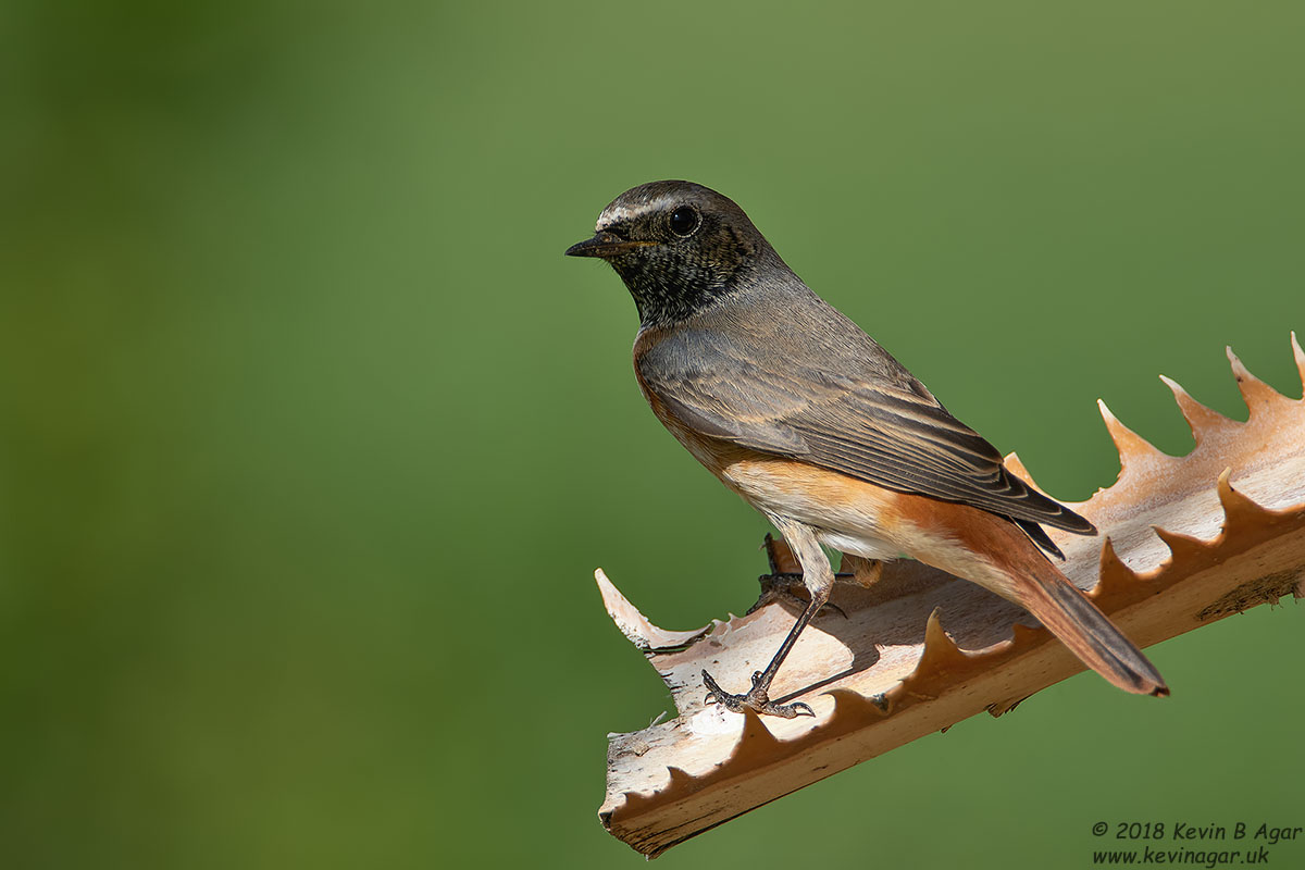 7D2_4916.jpg 7D2_4916.jpg