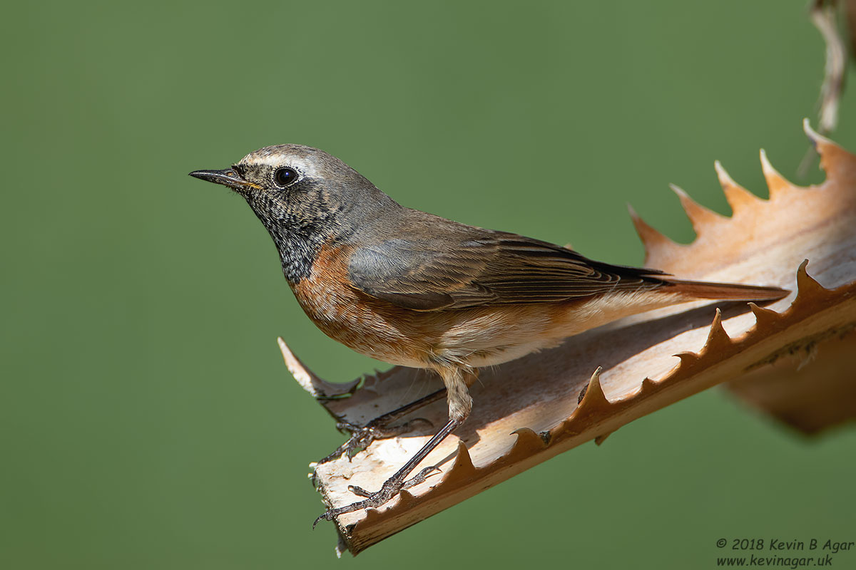 7D2_4924.jpg 7D2_4924.jpg