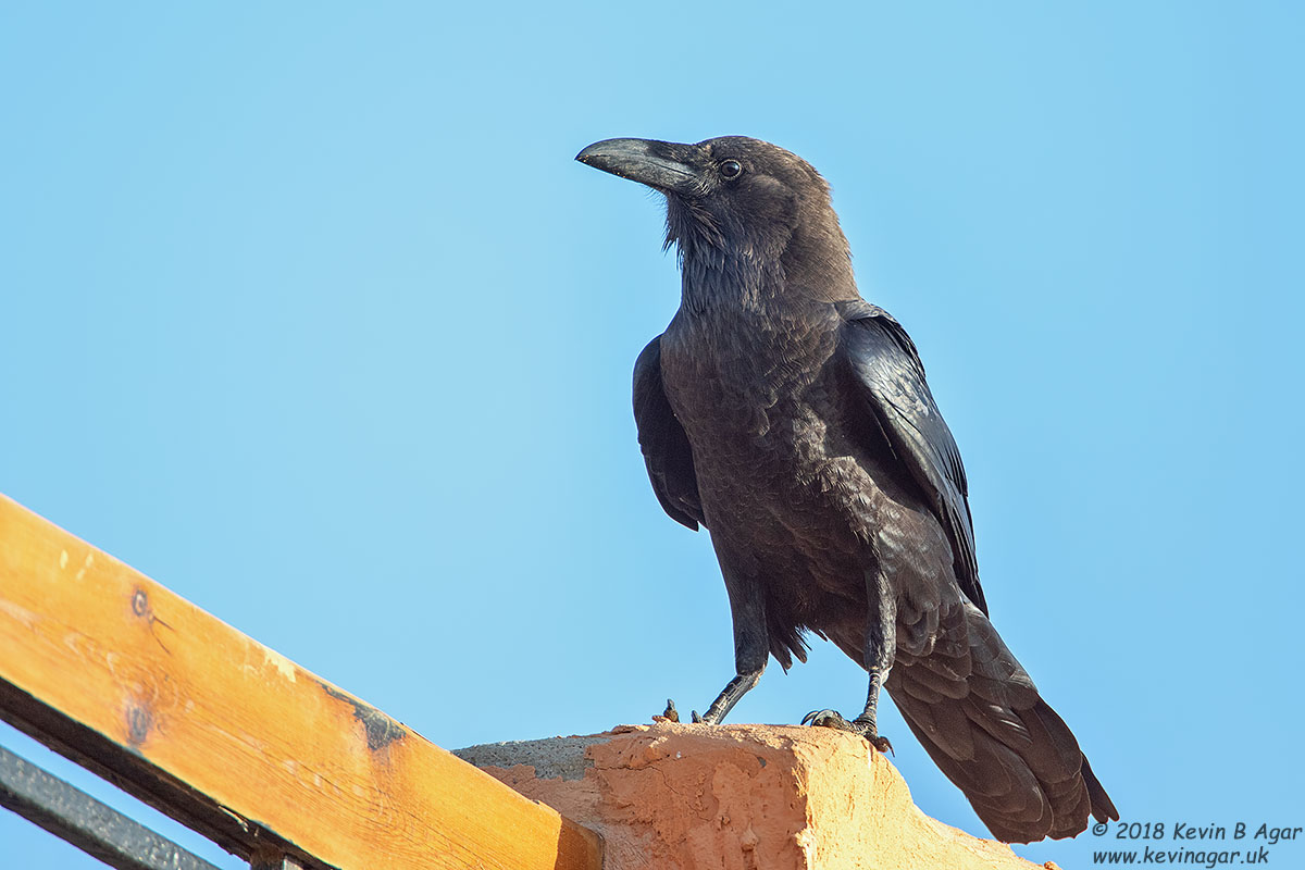 7D2_3842.jpg 7D2_3842.jpg