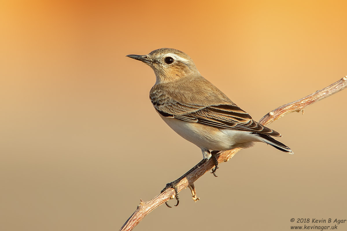 7D2_3893.jpg 7D2_3893.jpg