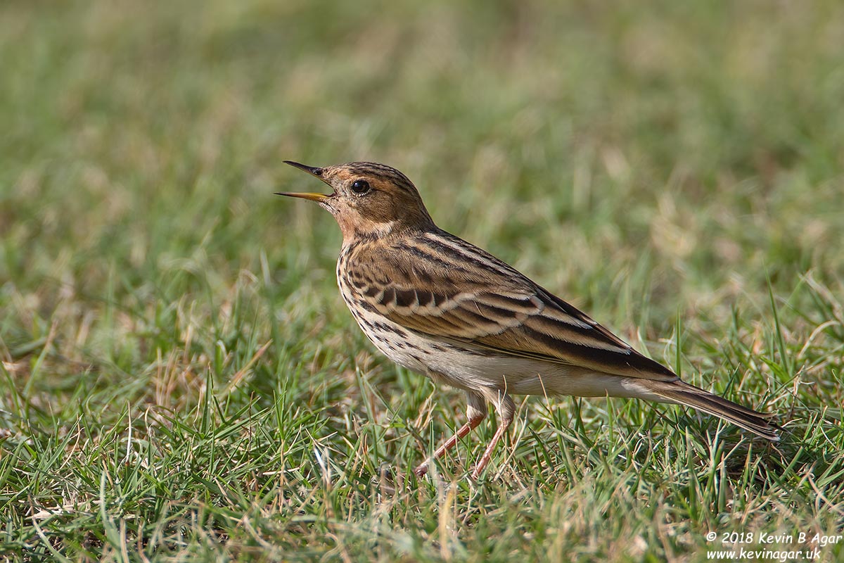 7D2_4002.jpg 7D2_4002.jpg