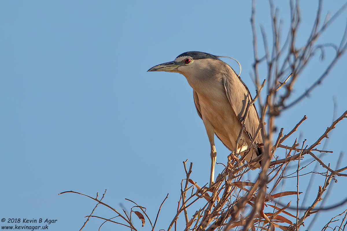 7D2_4058.jpg 7D2_4058.jpg