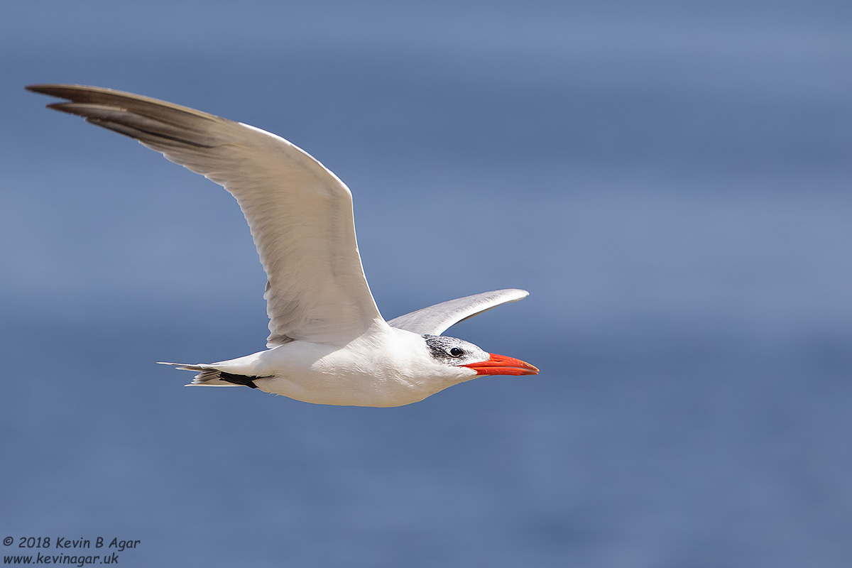 7D2_4453.jpg 7D2_4453.jpg