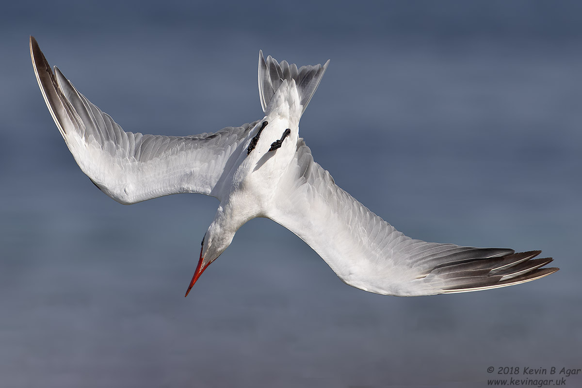 7D2_4495.jpg 7D2_4495.jpg