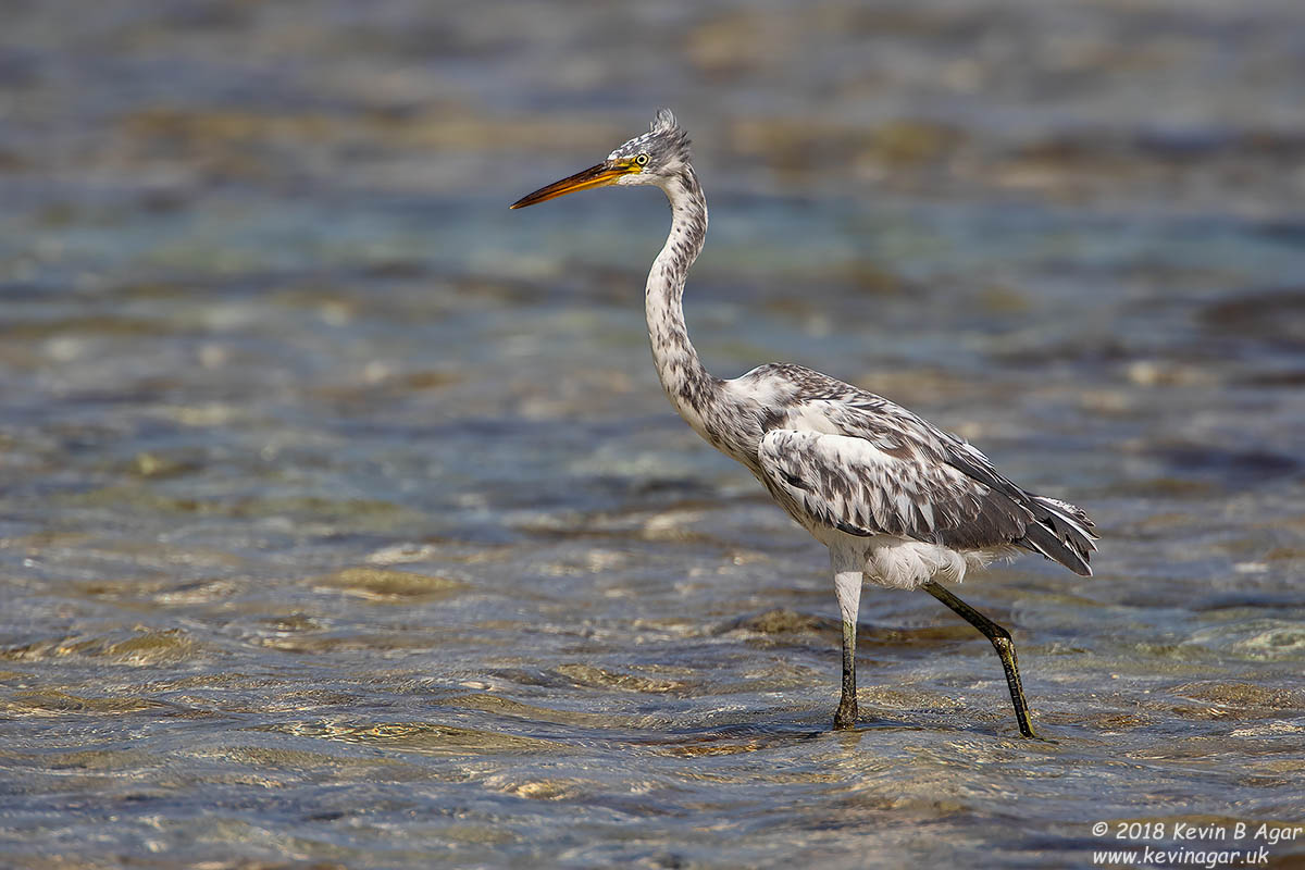 7D2_4827.jpg 7D2_4827.jpg