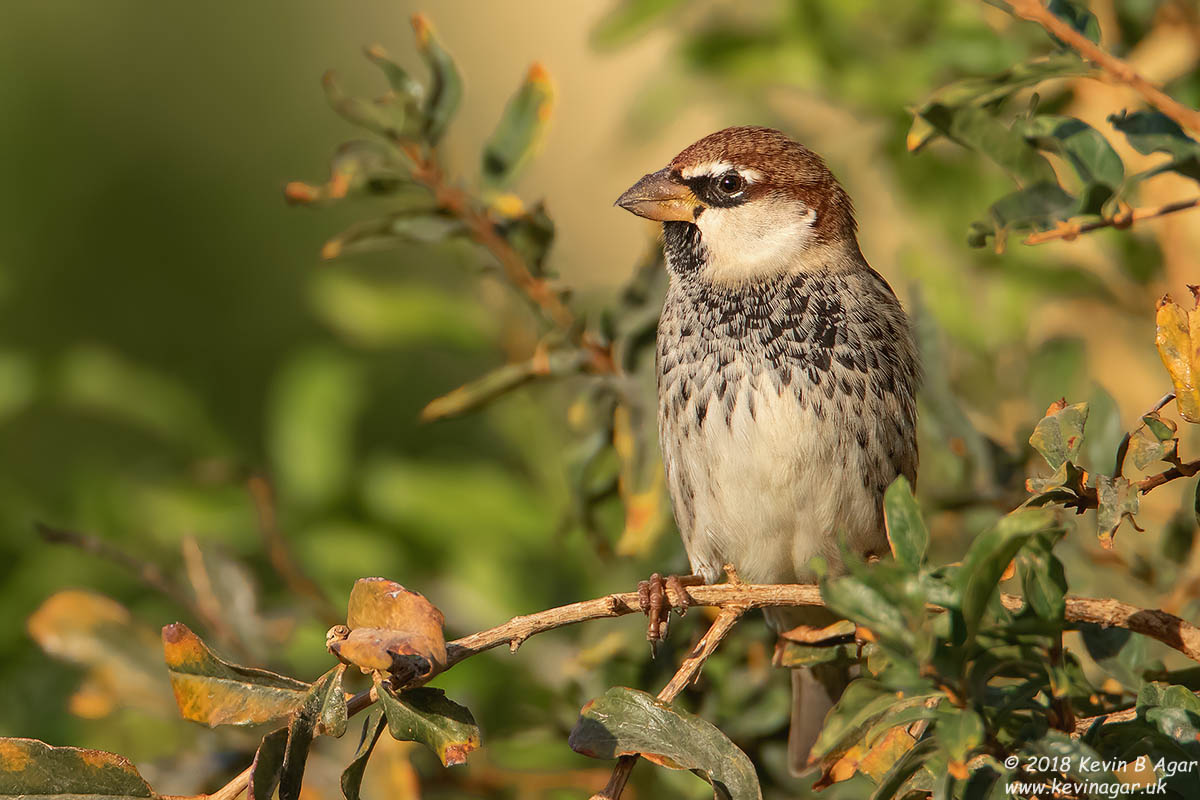 7D2_5185.jpg 7D2_5185.jpg