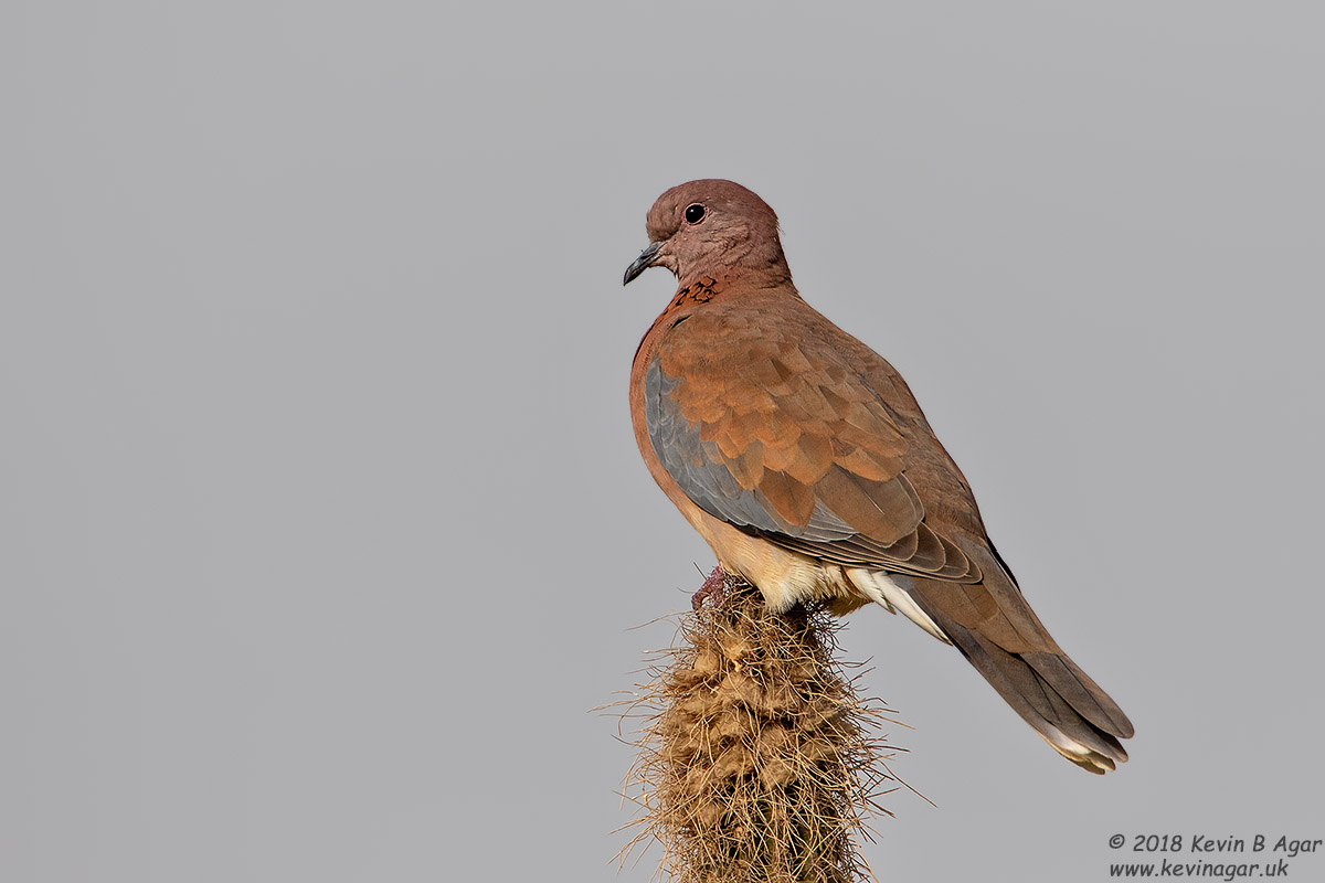 7D2_5264.jpg 7D2_5264.jpg