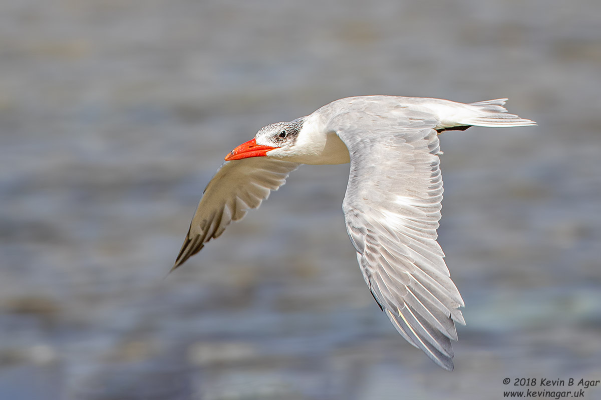 7D2_4516.jpg 7D2_4516.jpg