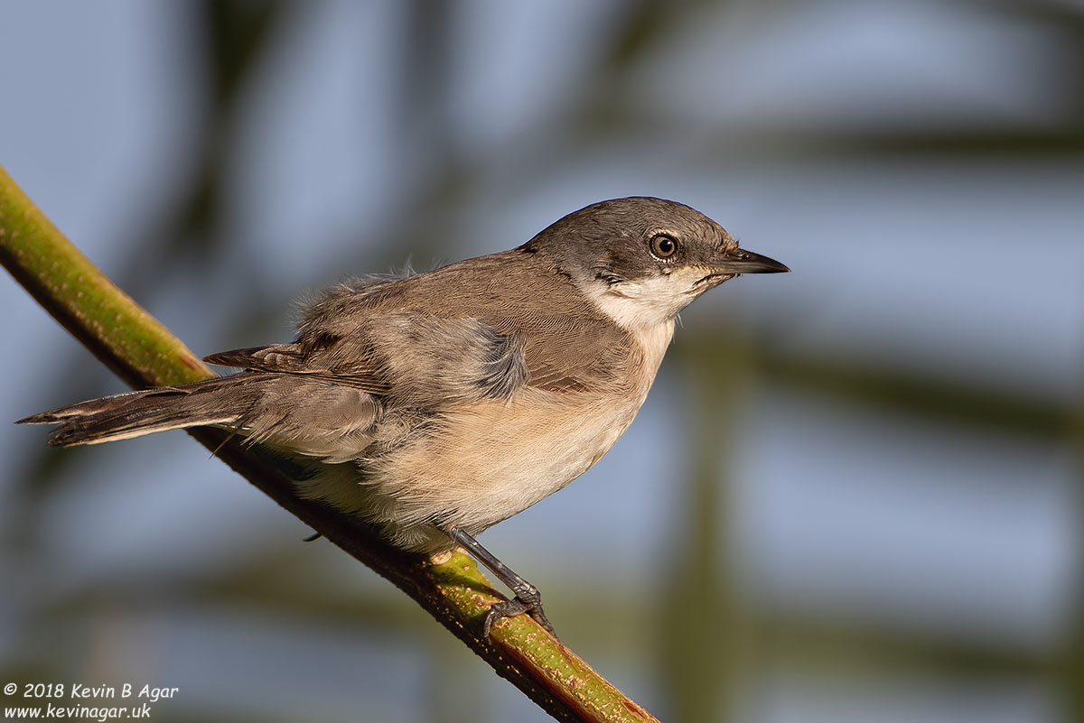 7D2_5012.jpg 7D2_5012.jpg