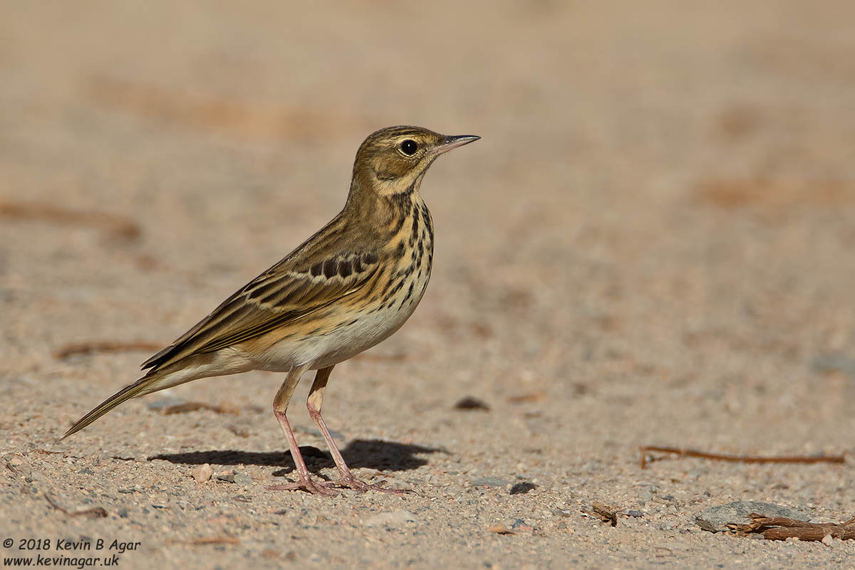 7D2_5209.jpg 7D2_5209.jpg