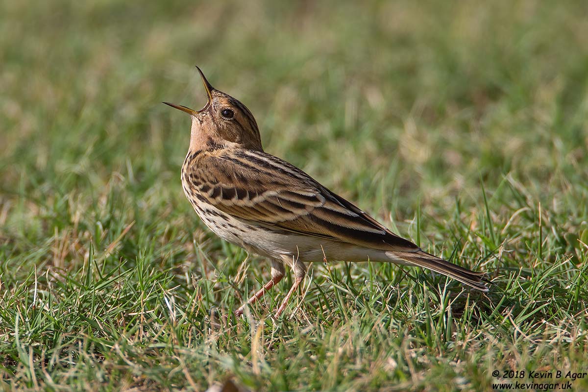 7D2_4010.jpg 7D2_4010.jpg