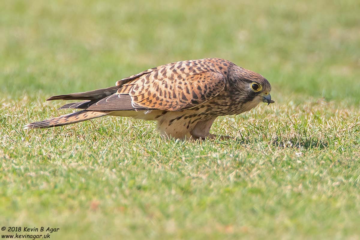 7D2_4080.jpg 7D2_4080.jpg