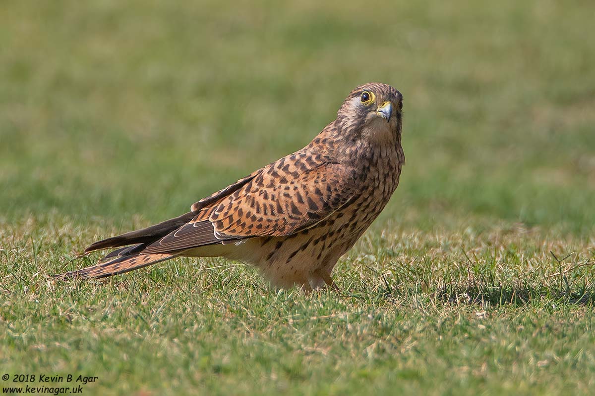 7D2_4081.jpg 7D2_4081.jpg