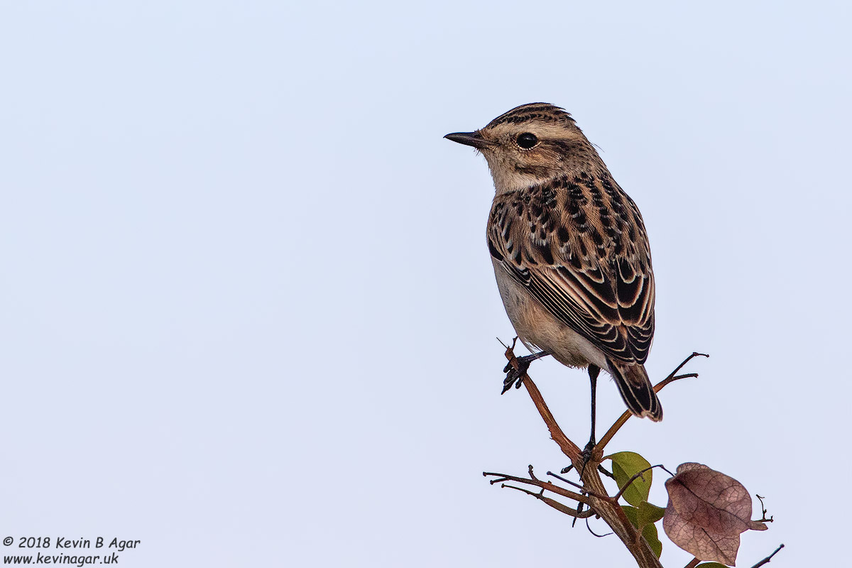 7D2_4169.jpg 7D2_4169.jpg