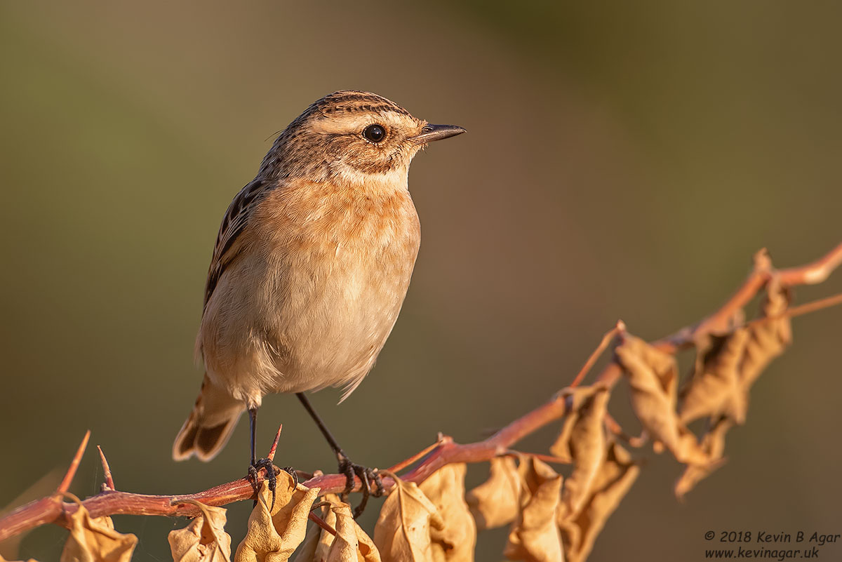 7D2_4180.jpg 7D2_4180.jpg