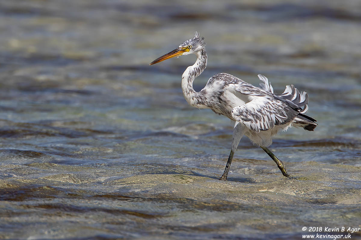 7D2_4821.jpg 7D2_4821.jpg