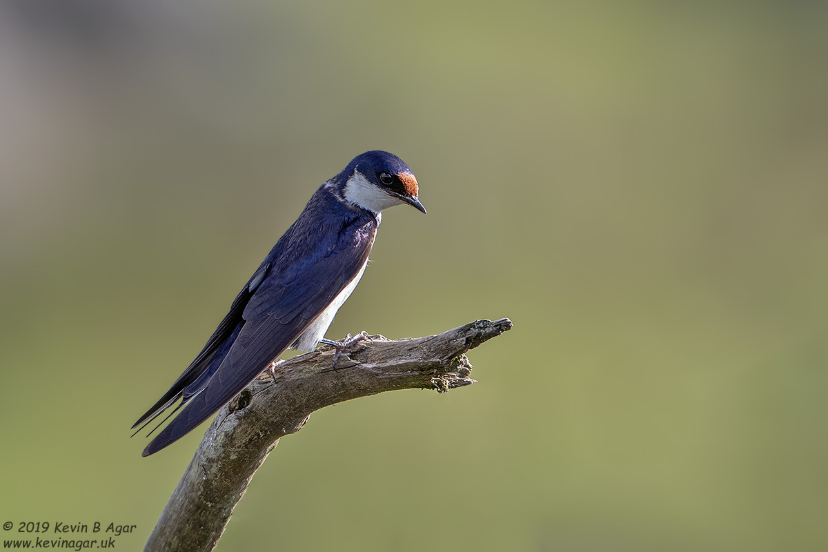 7D2_5708.jpg 7D2_5708.jpg