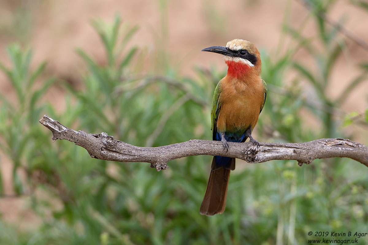 7D2_5803.jpg 7D2_5803.jpg