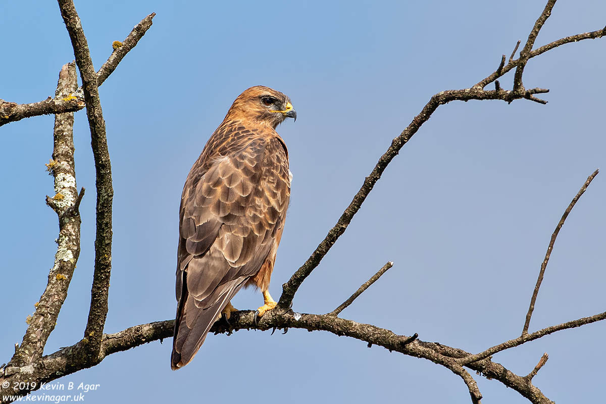 7D2_5648.jpg 7D2_5648.jpg