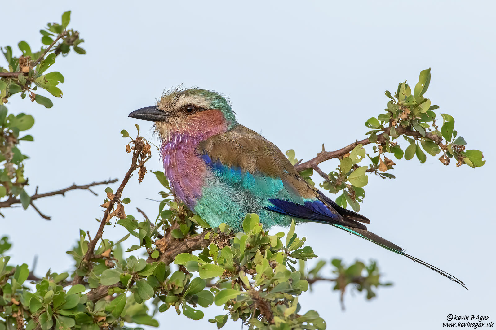 7D2_5967.jpg 7D2_5967.jpg