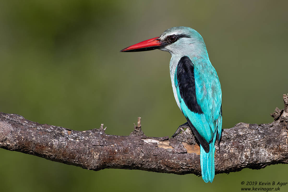 7D2_6223.jpg 7D2_6223.jpg