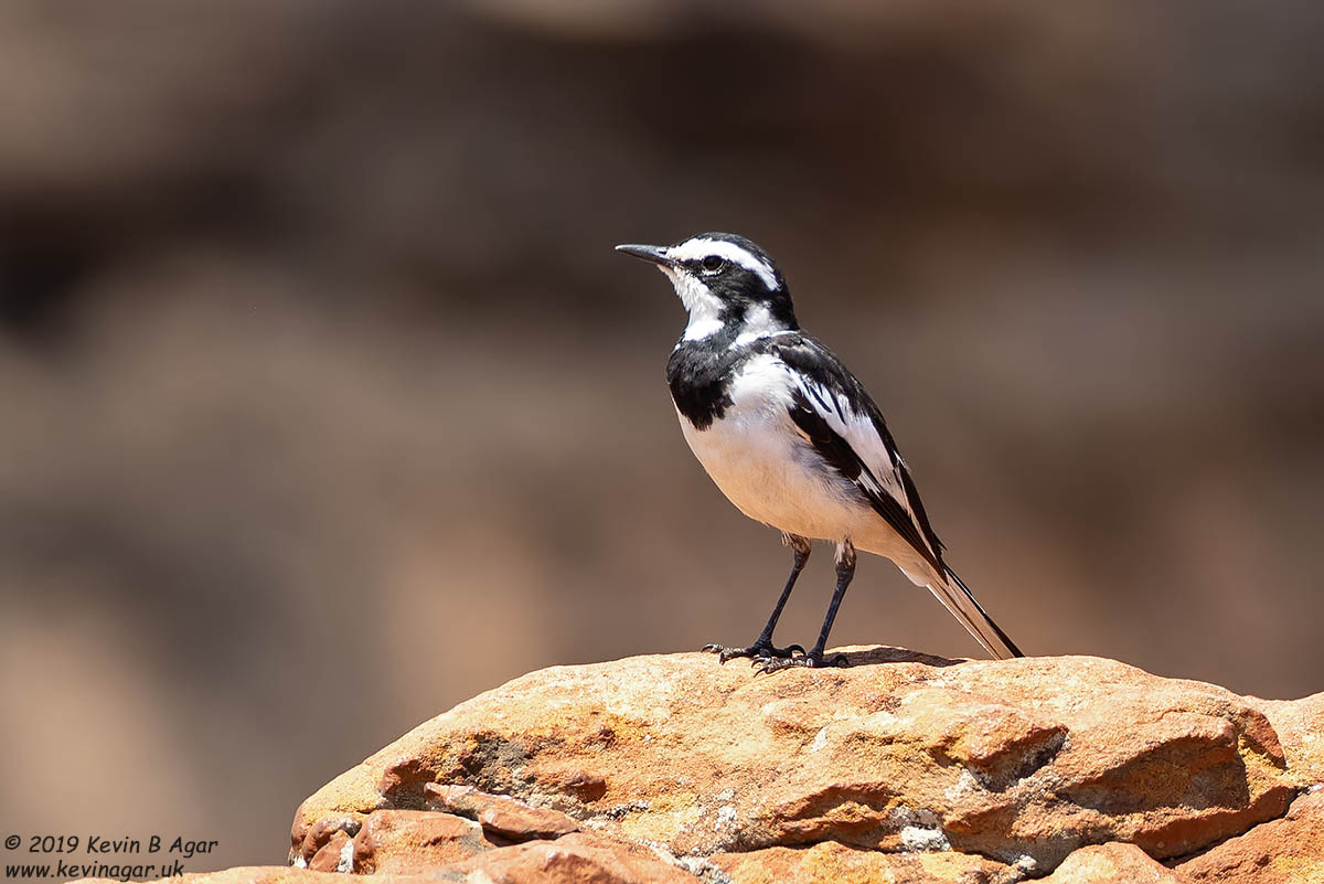 7D2_5629.jpg 7D2_5629.jpg