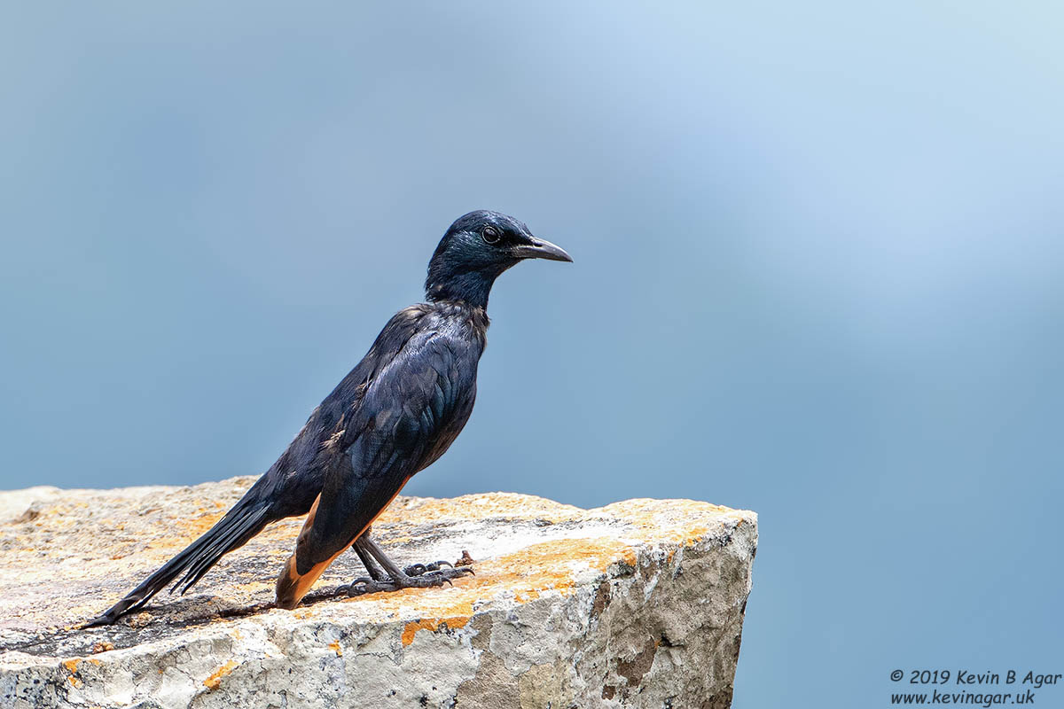 7D2_5643.jpg 7D2_5643.jpg