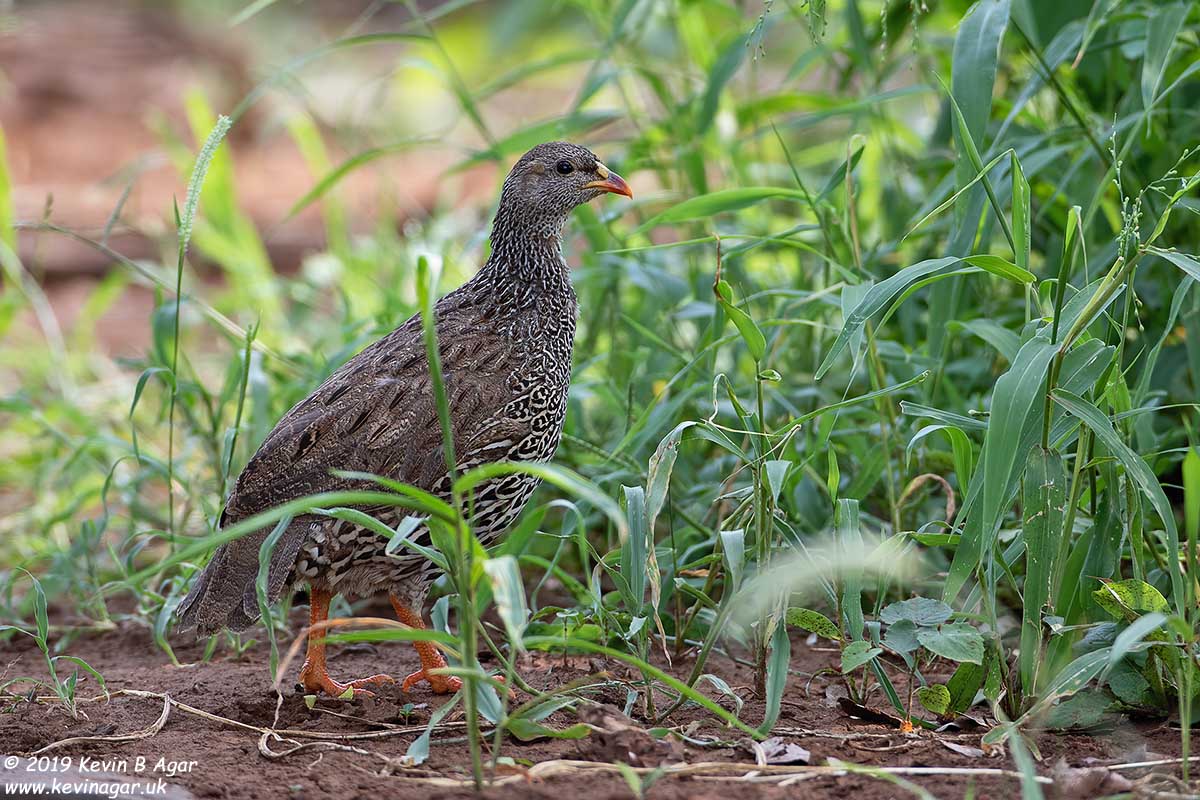 7D2_5845.jpg 7D2_5845.jpg