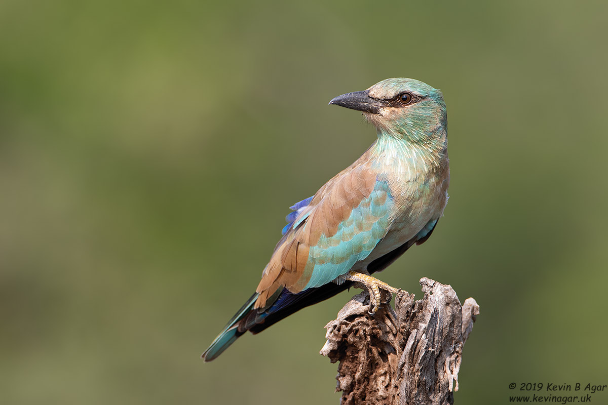 7D2_5853.jpg 7D2_5853.jpg