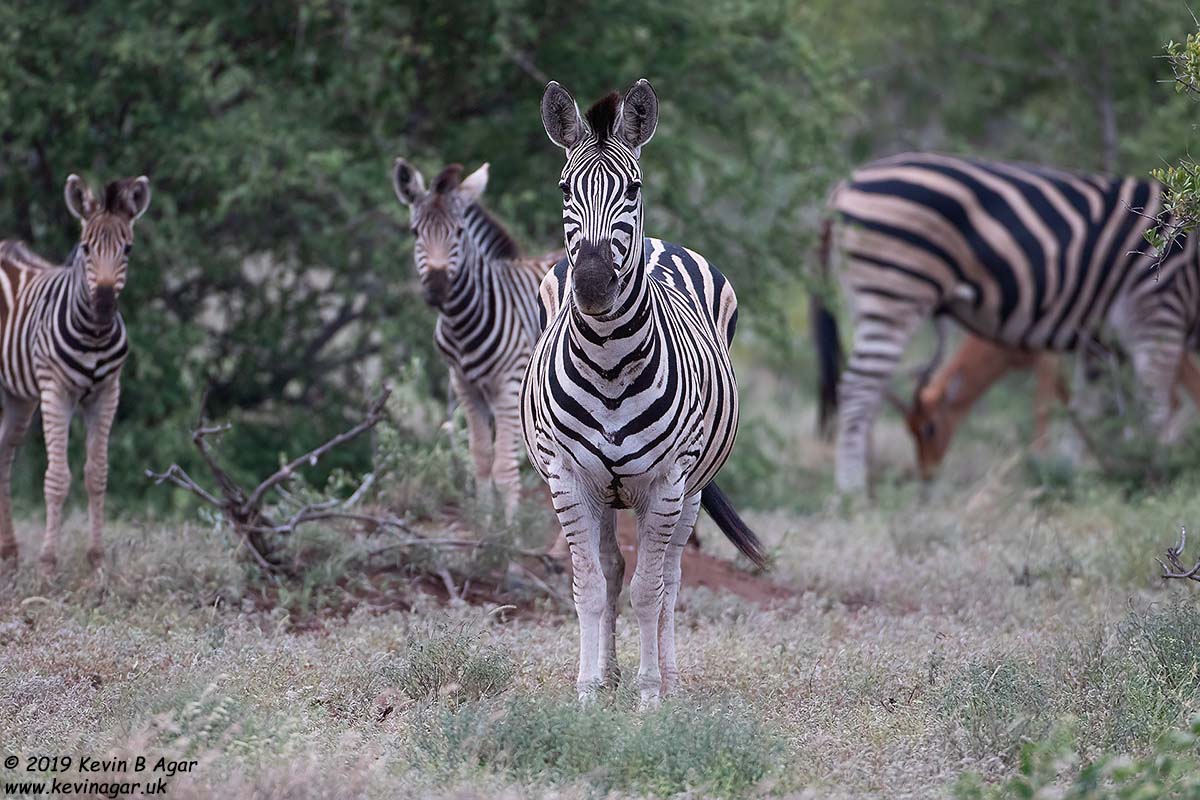 7D2_5890.jpg 7D2_5890.jpg