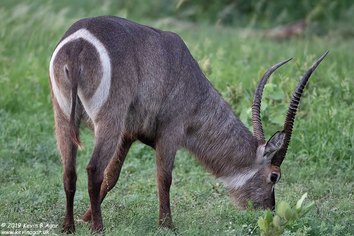 7D2_5916.jpg 7D2_5916.jpg