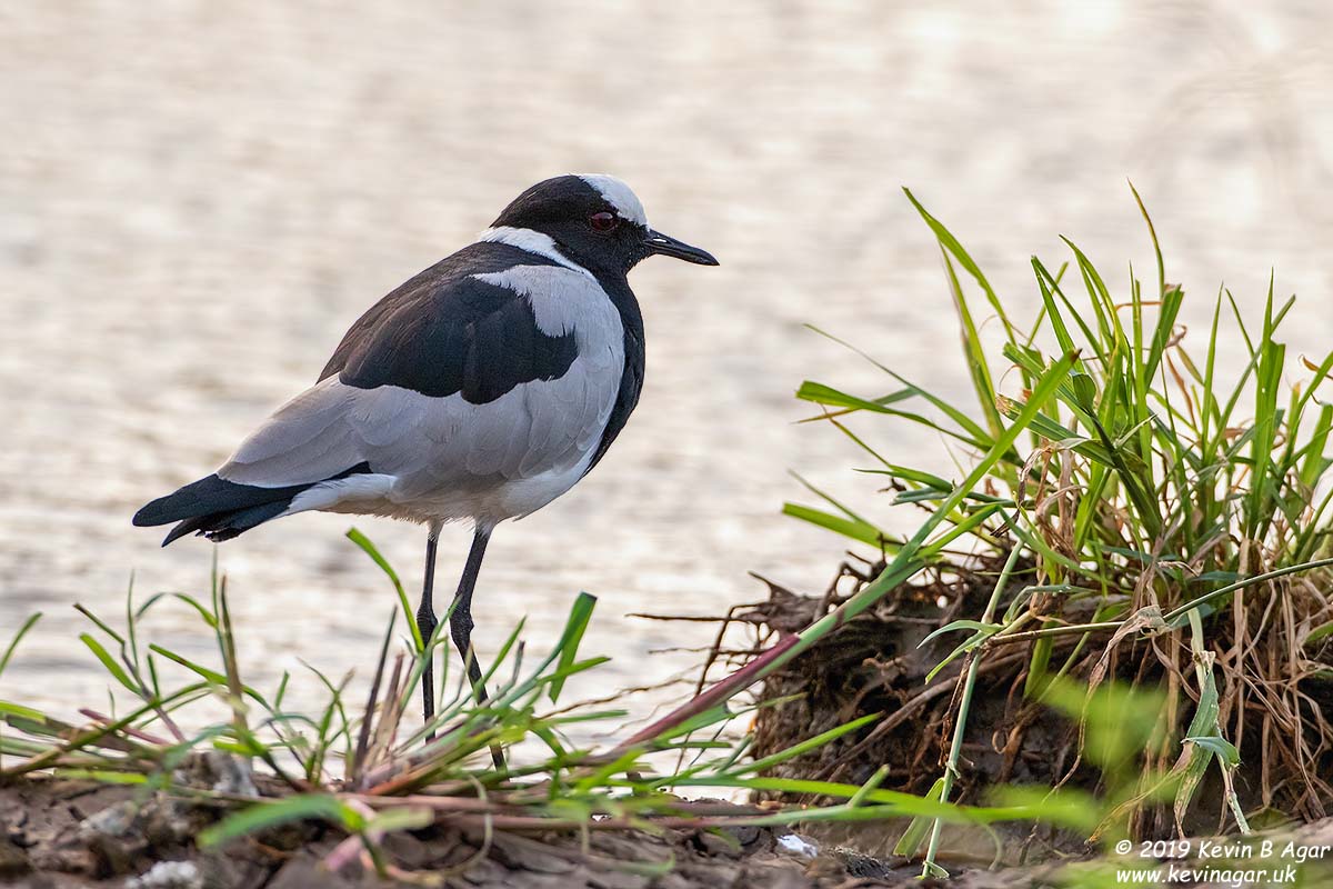 7D2_5923.jpg 7D2_5923.jpg