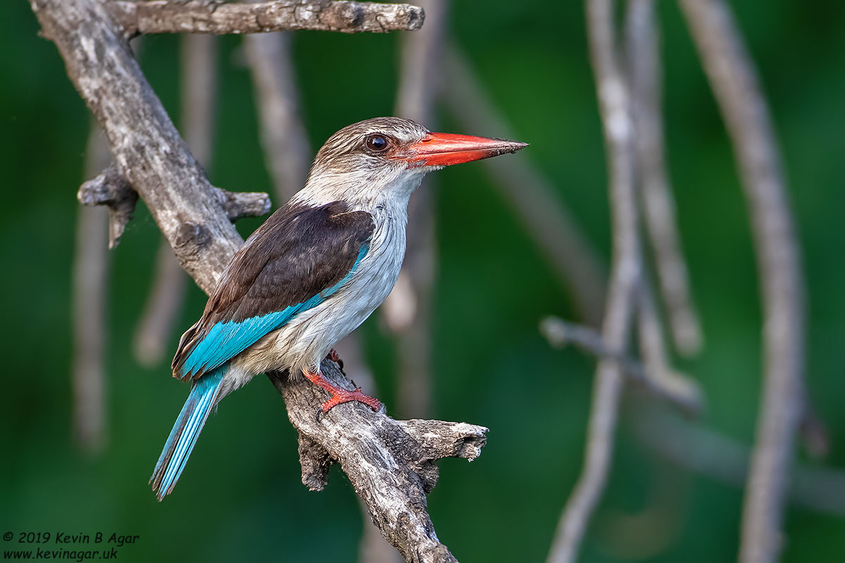 7D2_5948.jpg 7D2_5948.jpg