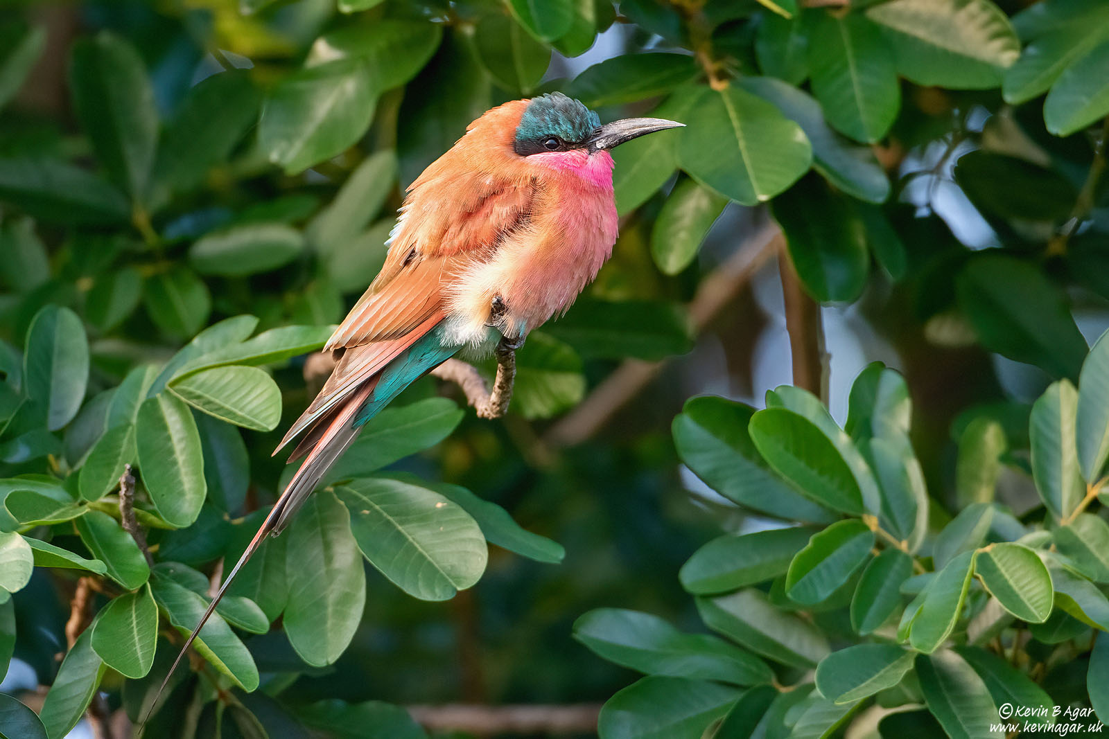 7D2_5954.jpg 7D2_5954.jpg