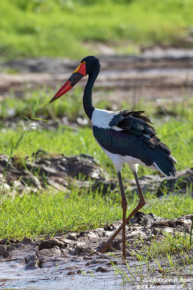 7D2_6169.jpg 7D2_6169.jpg