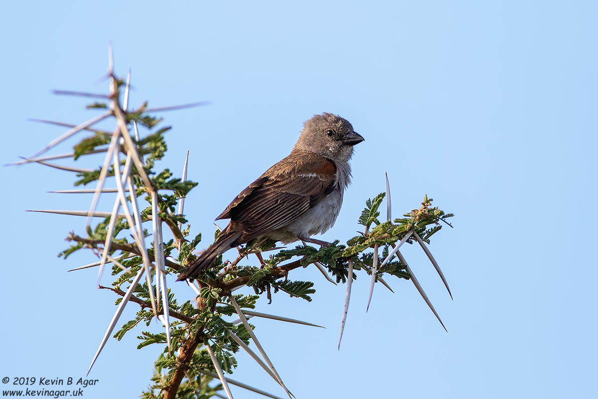 7D2_6206.jpg 7D2_6206.jpg