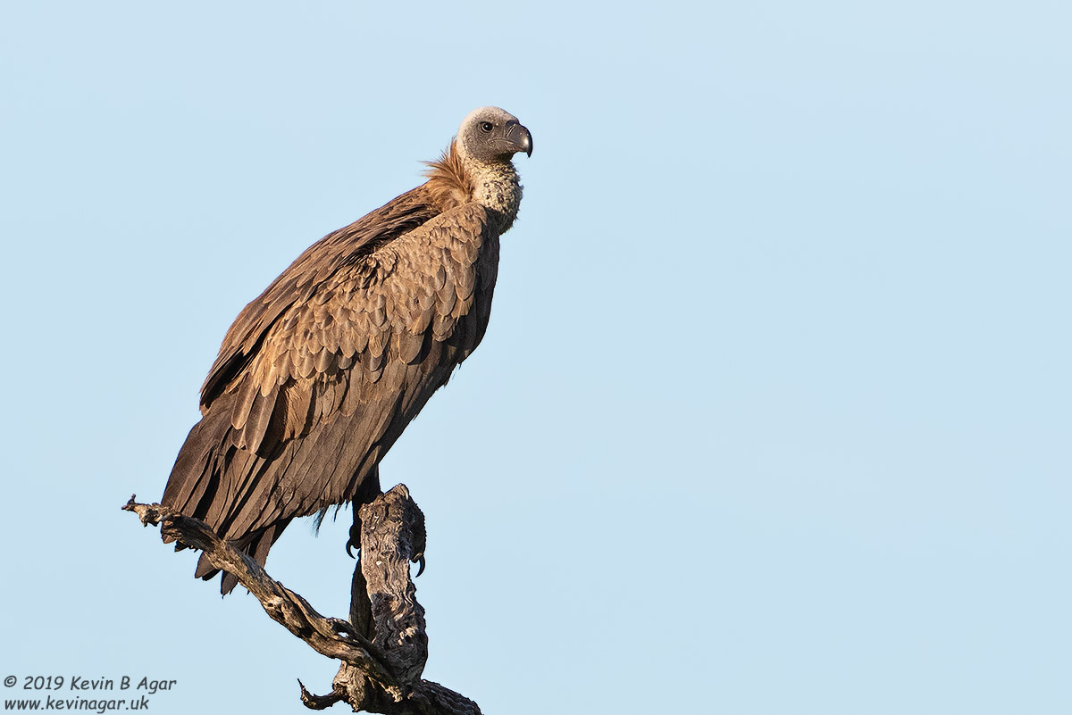 7D2_6525.jpg 7D2_6525.jpg