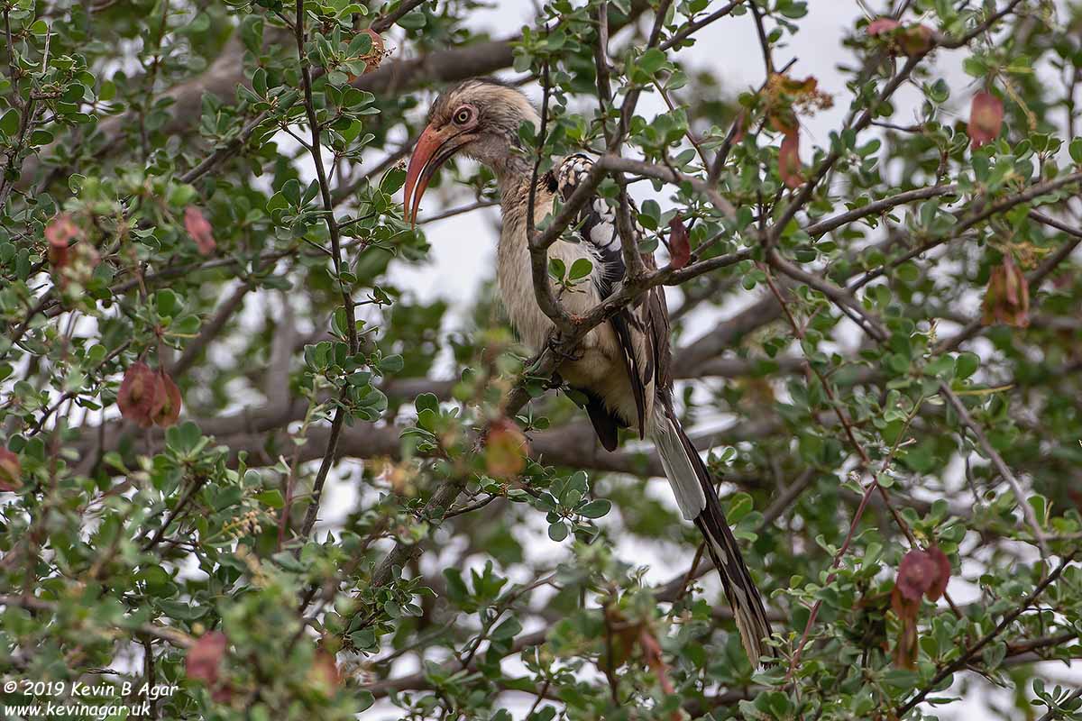 7D2_6019.jpg 7D2_6019.jpg