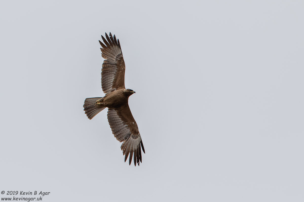 7D2_6002.jpg 7D2_6002.jpg