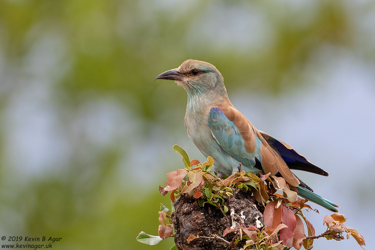 7D2_5754.jpg 7D2_5754.jpg